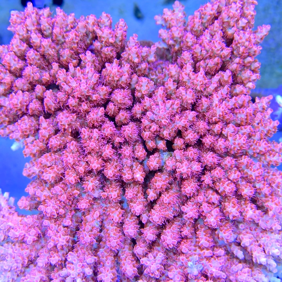 Maleficent