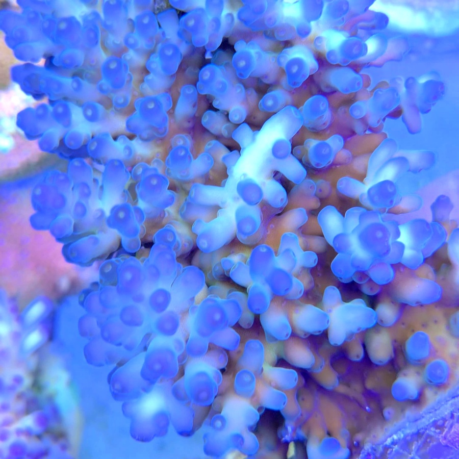 Loripes Blue