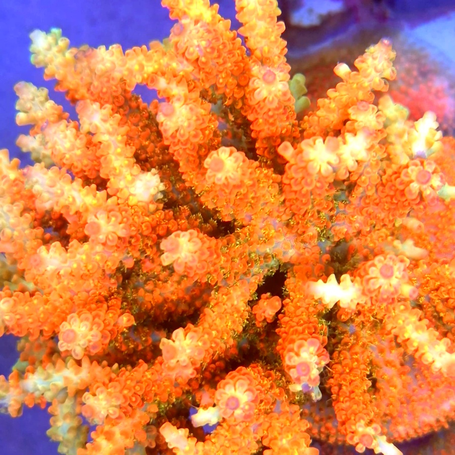 Orange Shortcake