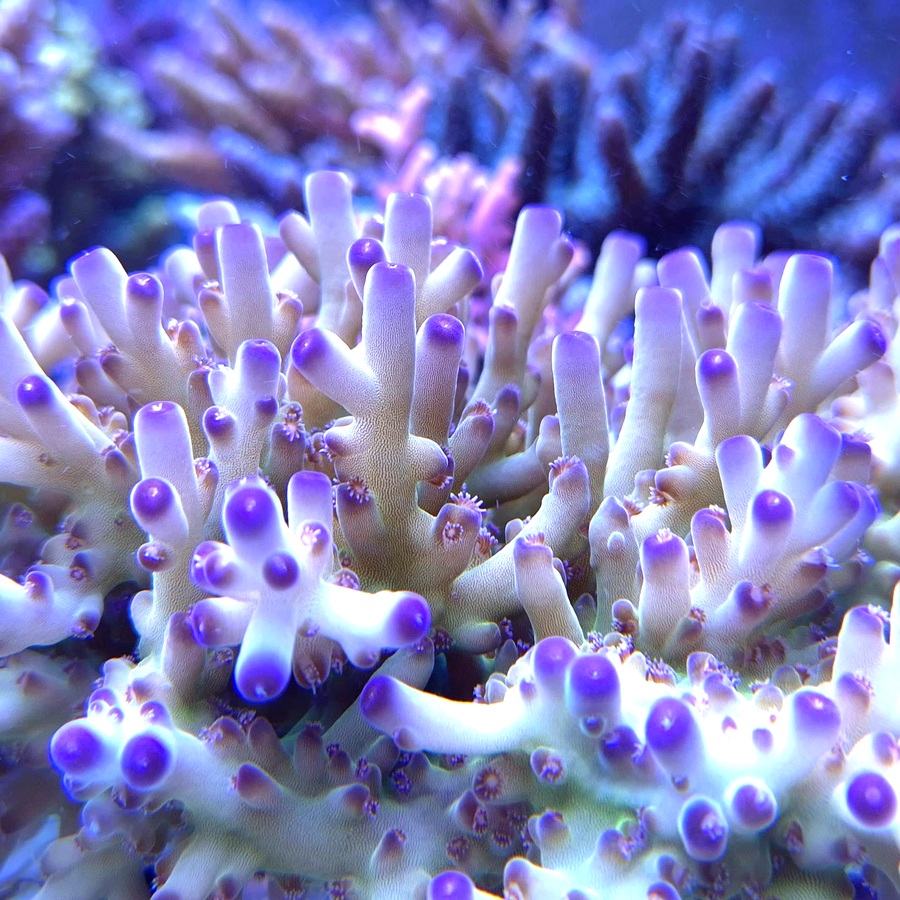 Loripes Purple Tips